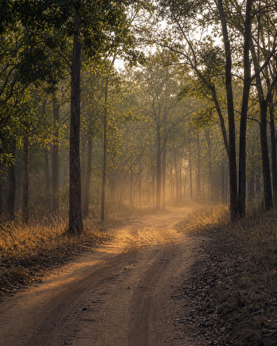 Bandipur forest safari landscape with warm evening light.