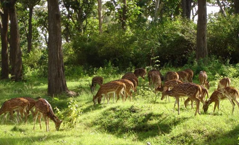 South India Tours and Travels Packages | Southern India Holidays | London Travel Agency