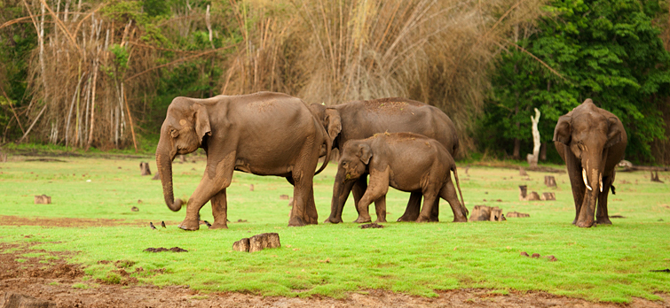 South India Tours and Travels Packages | Southern India Holidays | London Travel Agency