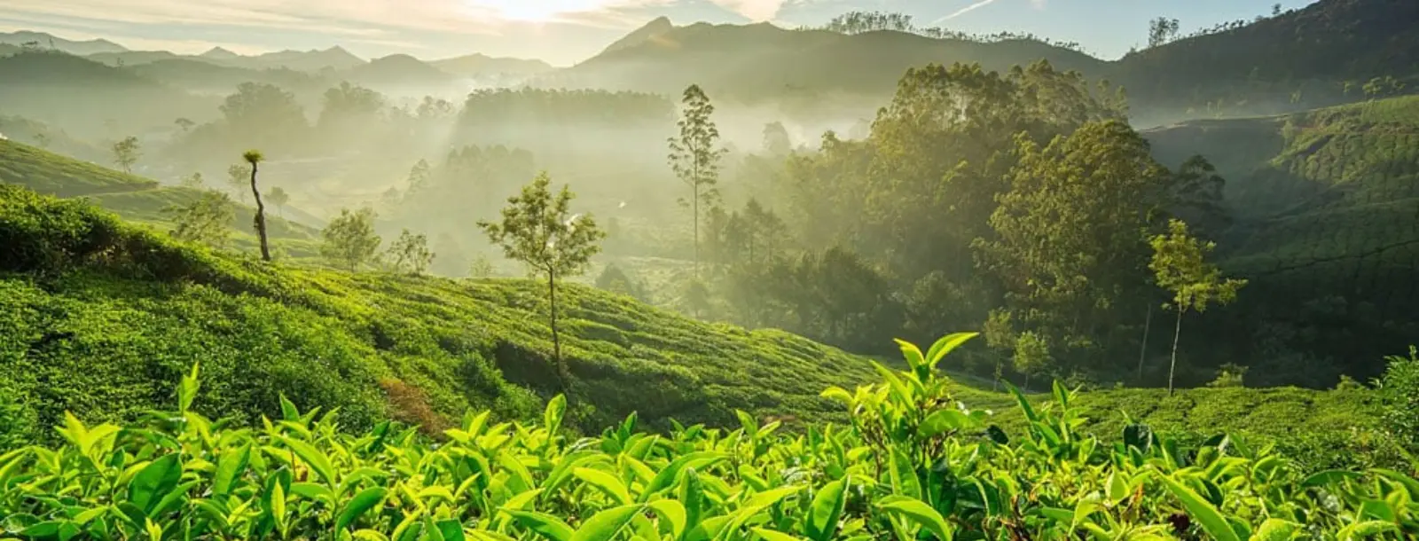 Kerala holiday packages | Southern India Holidays | London travel agency