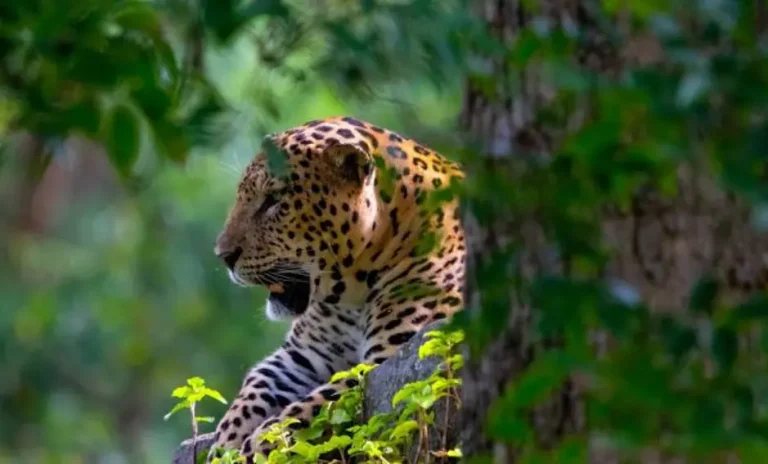 Kerala holiday packages | Southern India Holidays | London travel agency